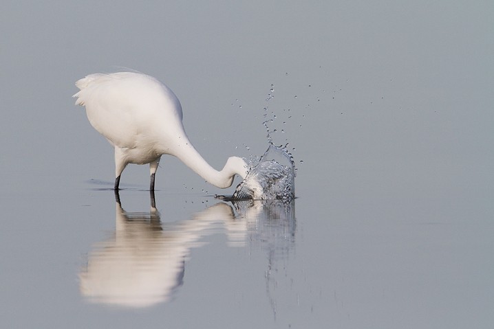 Silberreiher Ardea alba Great White Egret